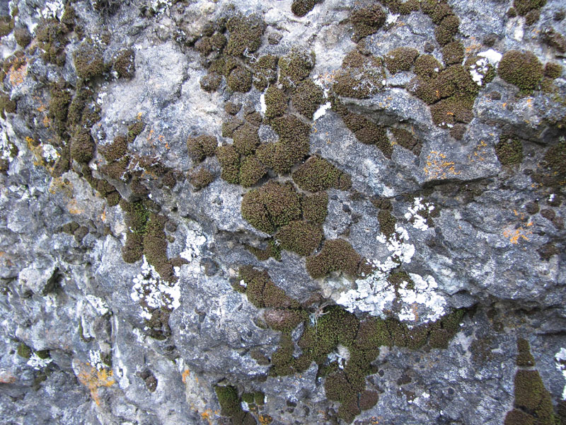 Zygodon viridissimus